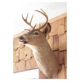 8 pt Symetrical Deer Mount