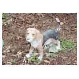 Cement Yard - Beagle (18"h x 23"l)