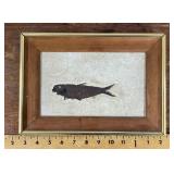 Framed fish fossil