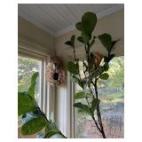 Rubber tree, home dï¿½cor bird nest