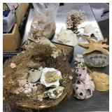 Collection of seashells