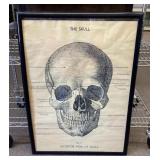 Framed skull diagram 21x29