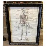 Framed skeletal diagram 21x27