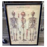 Framed skeletal system diagram 21x29