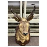 Taxidermy antelope