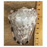 Conch shell