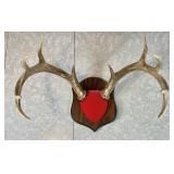 10-point buck antlers mounted on board