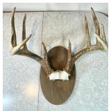 10-point buck antlers mounted on board