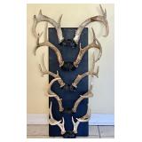 5 deer antlers mounted on board