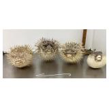 4 puffer fish