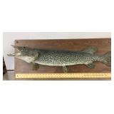 Schwarz Studio taxidermy Northern mount