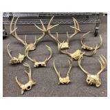 9 deer antlers