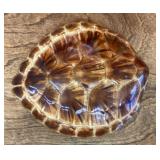 Turtle shell