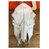 Cow skull