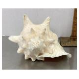 Conch seashell