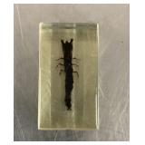 Insect in Lucite