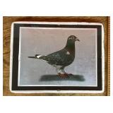 Homing pigeon picture affixed to glass