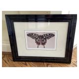 Framed butterfly print