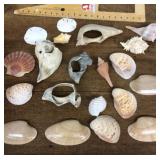 Large seashells