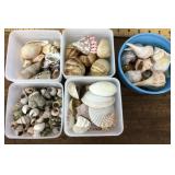 Seashell collection