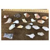 Seashell collection