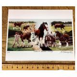 Signed Budweiser Clydesdales in training print