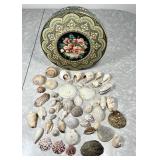 Assorted seashells in vintage decorative tin