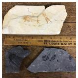 3 fossils