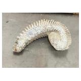 Rastellum zipper oyster fossil