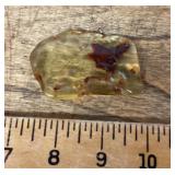 Columbian amber with termite