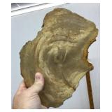 Petrified wood from Indonesia