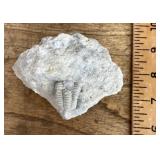 Calymene celebra trilobite fossil