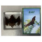Real bat incased in resin