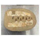 Mosasaur jaw bone fossil with teeth