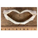 Shark teeth
