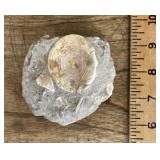 Otodus shark vertebra bone fossil