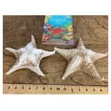 2 starfish and a book about starfish