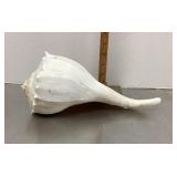 Lightning whelk seashell