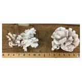 2 white coral specimens