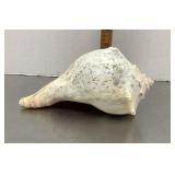 Conch shell
