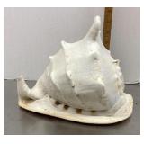 Conch shell