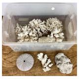 Assortment of coral