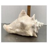 Conch shell