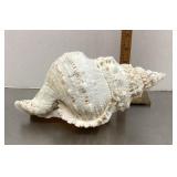 Conch shell