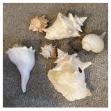Group of seashells