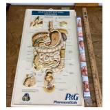 3D gastrointestinal and brain posters