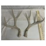 Deer antlers