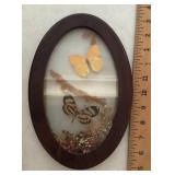 Real butterflies under glass