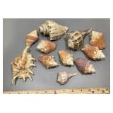 Group of seashells