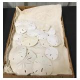 Box of sand dollars --6 layers